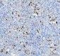 Anti-CD74 Rabbit Monoclonal Antibody